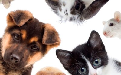 La alimentación en las mascotas